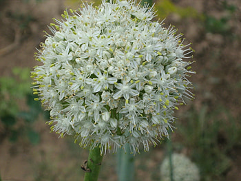 Plants, Flowers HD wallpaper