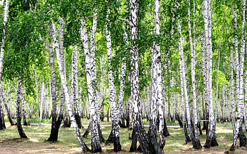 Landscape, Trees HD wallpaper