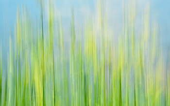 Grass, Macro, Blur, Smooth HD wallpaper