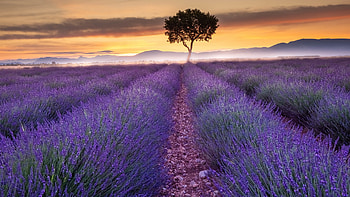 Lavender-Field Sunset, nature, field, sunset, Lavender HD wallpaper