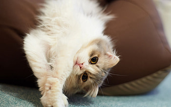 Kitty, pussy, cat, purr HD wallpaper