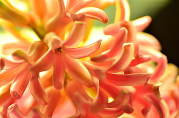 Hyacinth, Flower, Macro, Petals HD wallpaper