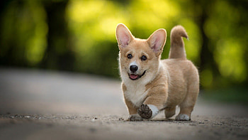 Baby Corgi, Cute backgrounds, Animal HD wallpaper