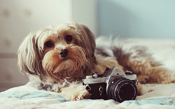 Animals, Fluffy, To Lie Down, Lie, Dog, Muzzle, Bed, Camera, Terrier HD wallpaper