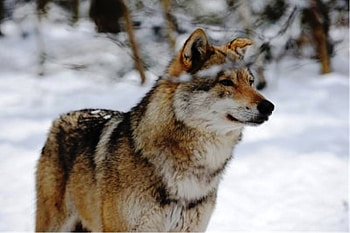 Lone Wolf, winter, animals, snow, dogs, nature, lonely, wolf HD wallpaper
