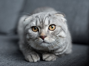 Scottish fold, muzzle, cat, curious, feline HD wallpaper