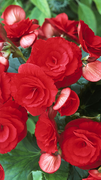 Begonia, Red Flower HD phone wallpaper
