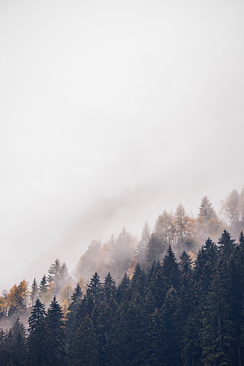 Nature, Trees, Top, Forest, Fog, Tops, Haze HD phone wallpaper