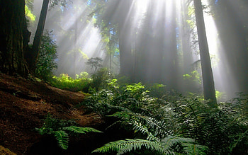 Beautiful Forest, green, trees, sky, beautiful, nature, sun, forest HD wallpaper