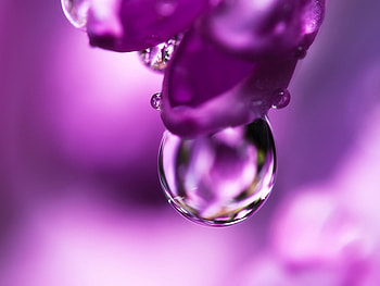 Background, Violet, Drops HD wallpaper