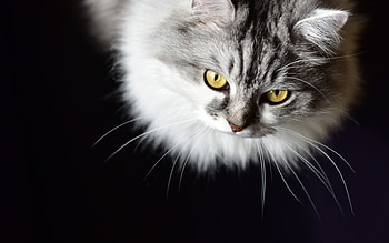 Cat, pisica, animal, white, black, yellow, eyes, fluffy HD wallpaper