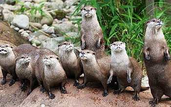 Otter , beauty, High-definition , Perfect backgrounds HD wallpaper