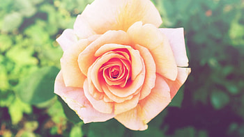 Flowers, Flower, Rose Flower, Rose, Petals, Bud HD wallpaper