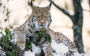 Lynx background, , Visual masterpiece, perfection HD wallpaper