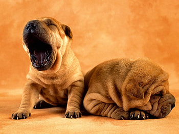 BEBE CACHORRINHOS, animal, bebe, lindos, fauna, natureza HD wallpaper