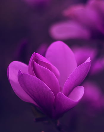 A vibrant and dreamy close-up of a purple magnolia flower with soft-focus petals. HD phone wallpaper