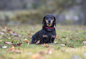 Animals, Dog, Lawn, Fallen Leaves, Fallen Foliage, Collar, Lop-Eared, Dachshund HD wallpaper