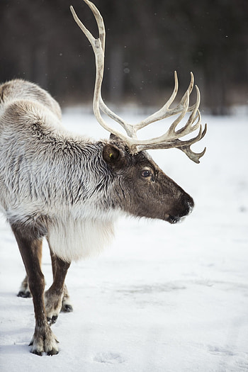 Caribou ideas, Caribou hunting, Wildlife encounters, Nature's wonders HD phone wallpaper