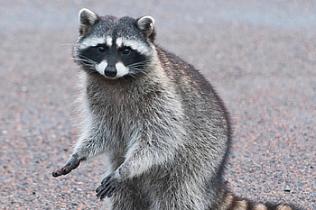 Skyscraper climber, Adventurous raccoon, Perseverance, Urban legend HD wallpaper