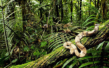 Snakes , Reptile graphy, Serpent species, Breathtaking visuals HD wallpaper