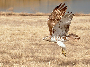 Animals, Birds HD wallpaper