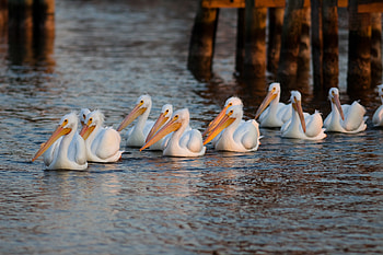 Pelicans, birds, swim HD wallpaper
