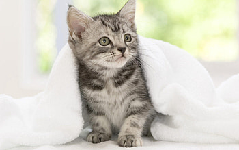 Animals, Kitty, Kitten, Sight, Opinion, Waiting, Expectation, Blanket HD wallpaper