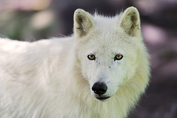 Animals, Dog, Muzzle, Polar Wolf HD wallpaper