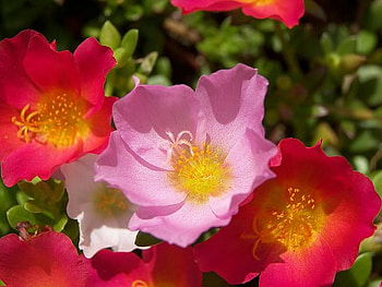 summer beauty, sunshine, summer, colorful, flower HD wallpaper