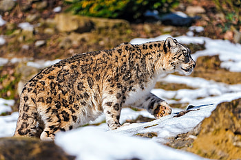 Animals, Stones, Snow Leopard, Snow, Predator, Stroll HD wallpaper