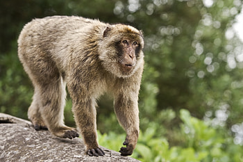 Animals, Monkey, Gesture, To Stand, Stand HD wallpaper