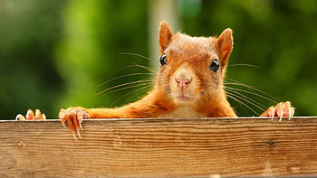 Something to eat, animal, cute, squirrel, red HD wallpaper