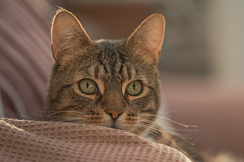Animal, cat HD wallpaper