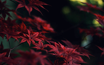 Red leaves, , Fall, Nature HD wallpaper