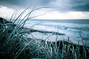 Nature, Grass, Sea, Shore, Bank, Vegetation, Greens HD wallpaper