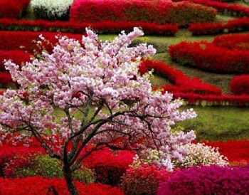 Spring Garden, colorful, cherry, trees, garden, nature, spring HD wallpaper