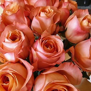 A beautiful close-up of blooming pink roses, showcasing their delicate petals and vivid colors. HD phone wallpaper