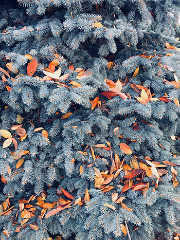 Nature, Autumn, Leaves, Pine, Branches HD phone wallpaper