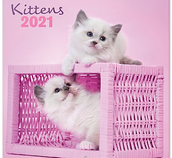 Kittens, kitten, basket, pink, pisici, cute, couple, cat HD wallpaper