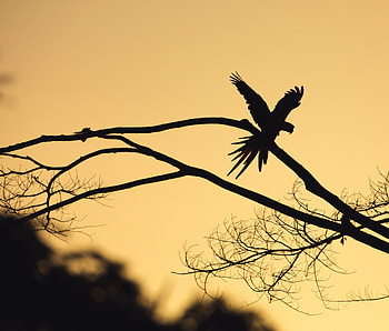 Animals, Dark, Silhouette, Bird, Wood, Tree, Branch HD wallpaper