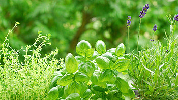 Medicinal herbs, , Natural remedies, Healing properties HD wallpaper