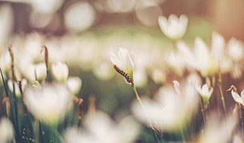 Flowers, Grass, Macro, Blur, Smooth, Caterpillar HD wallpaper