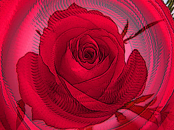 FANCY . jpg, rose, swirl, shadows, petals HD wallpaper