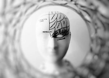 Close-up black and white of a phrenology head with brain sections labeled. HD wallpaper