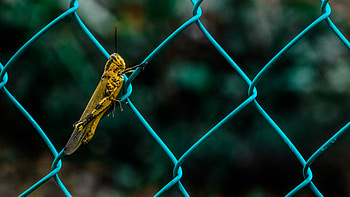 Animals, Grid, Insect, Fence, Grasshopper HD wallpaper