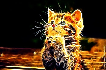 Abstract, Fluffy, Kitty, Kitten, Sweetheart, Nice, Paws HD wallpaper
