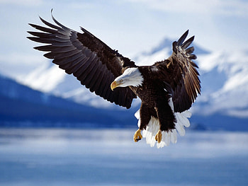 Animals, Birds, Eagles HD wallpaper