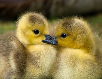 Two cute goslings with fluffy yellow feathers cuddling closely outdoors. HD wallpaper