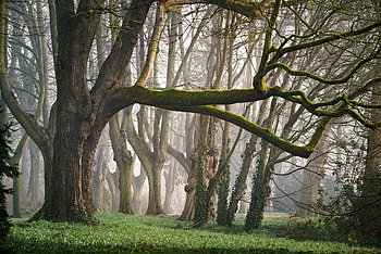 Garden, trees, lawn, misty day HD wallpaper