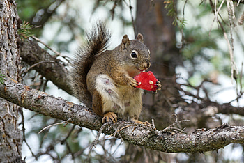 Animals, Squirrel, Fluffy, Branch, Watermelon, Rodent HD wallpaper